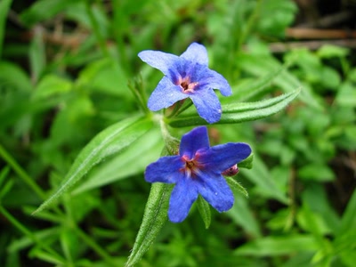 Résultat de recherche: Gremil pourpre