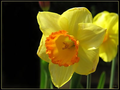 Résultat de recherche: Fleur 18410