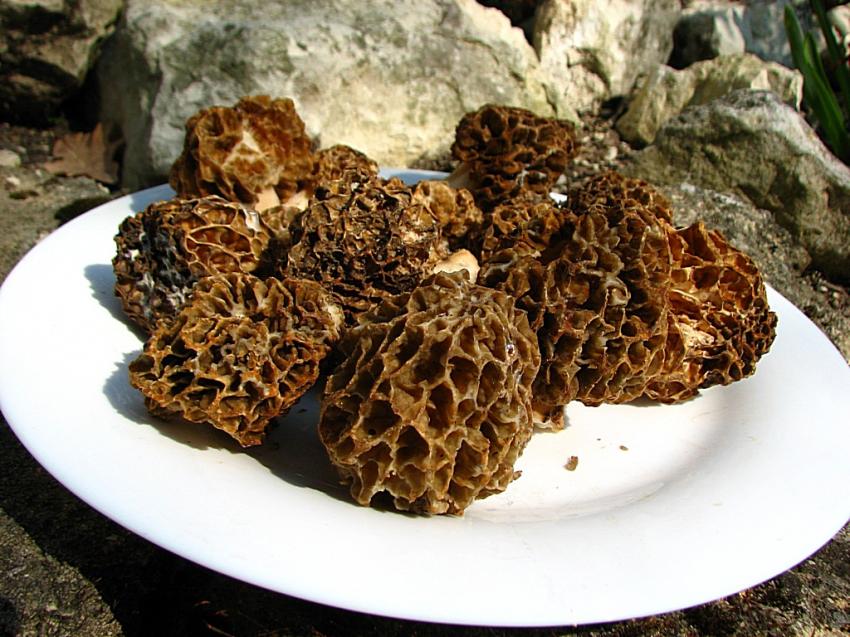 Miam miam !! Des morilles !!