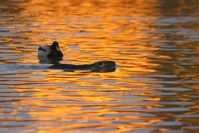 Fin de journée sur l'Ill (3)