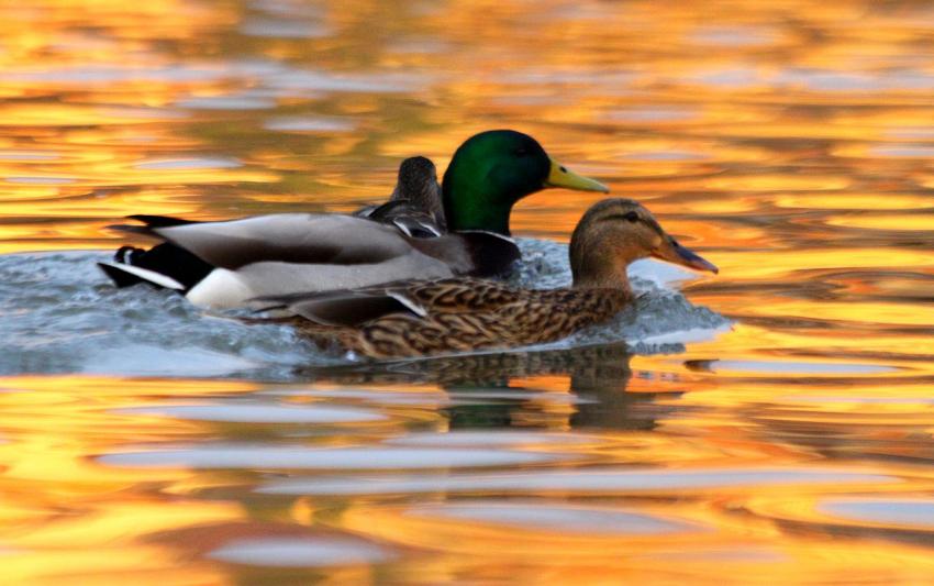 Fin de journée sur l'Ill (2)