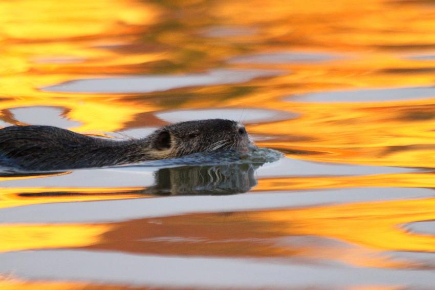 Fin de journée sur l'Ill (4)