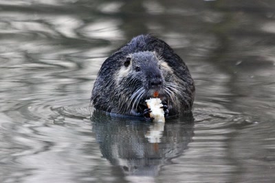 La faim du ragondin en fin de journée (1)
