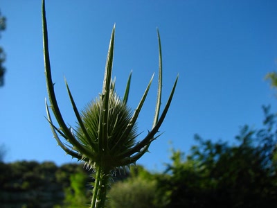 Œuvre de louloup: cardere sauvage