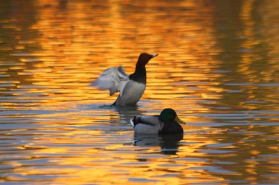 Résultat de recherche: Fin de journée sur l'Ill (1)