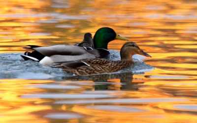 Fin de journée sur l'Ill (2)