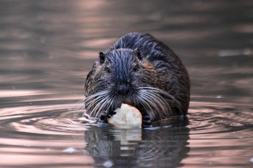 Le ragondin et son bout de pain
