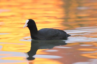 Œuvre de rami68: Foulque macroule