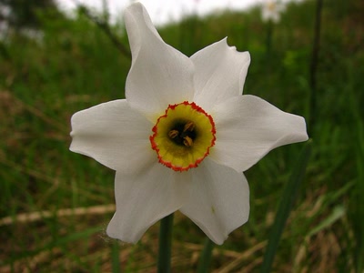 Résultat de recherche: Narcisse 2010