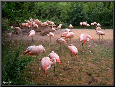 Les flamants rose.