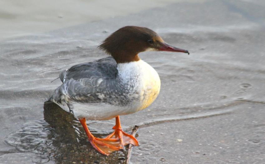 La femelle Harle bièvre téméraire