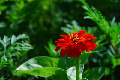 Résultat de recherche: Paysage .. 21