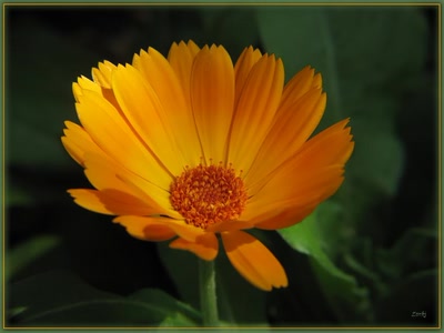 Résultat de recherche: Fleur 23410