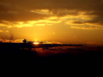 Résultat de recherche: flamboyance