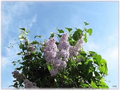 Résultat de recherche: Lilas 23410