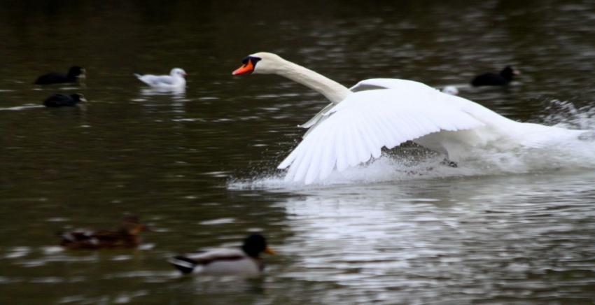 Attention, je me pose...