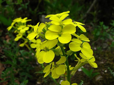 Œuvre de louloup: Velar Provençal