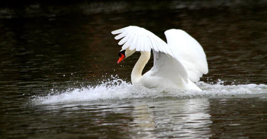 Attention, je me pose... 3ème essai