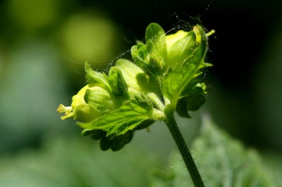 Résultat de recherche: C'est le printemps