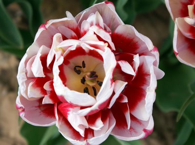 Résultat de recherche: un coeur pour mes nouveaux amis de Foupix