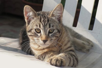 Œuvre de Ondine: Petit félin