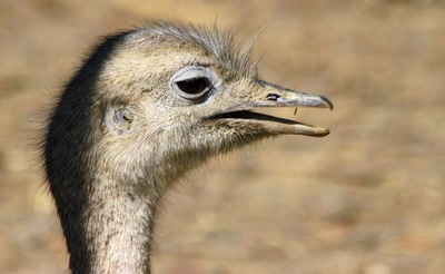 Œuvre de rami68: L'ombre sur la tête du nandou