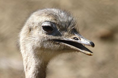 Œuvre de rami68: On compte les poils de ma tête ?