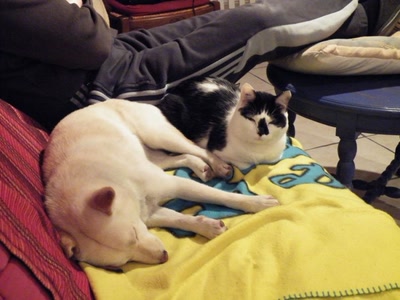 Résultat de recherche: daisy et sakura