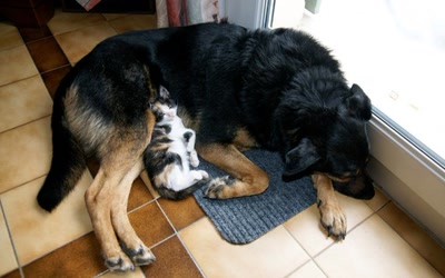 Œuvre de danque: Un oreiller bien chaud