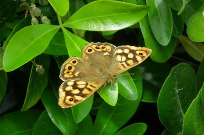 Œuvre de Ondine: Un beau tircis