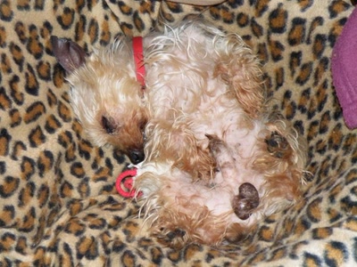 Résultat de recherche: c'est dure la vie