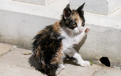 Œuvre de danque: Après le bain