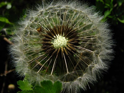 Œuvre de louloup: Chut !! On ne respire plus .........