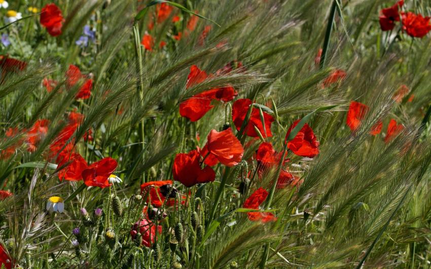 Champ fleuri à Narbonne.