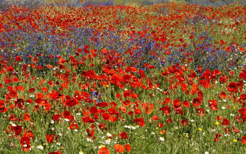 Champ fleuri à Narbonne.