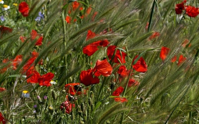 Œuvre de danque: Champ fleuri à Narbonne.
