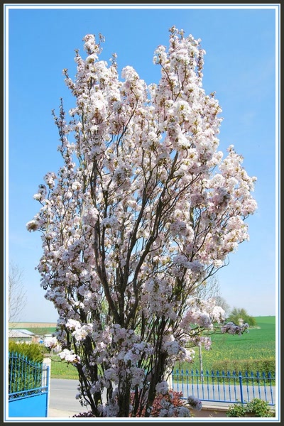 Prunus