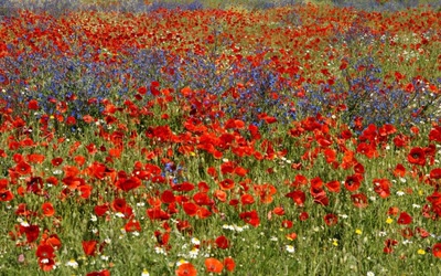 Champ fleuri à Narbonne.