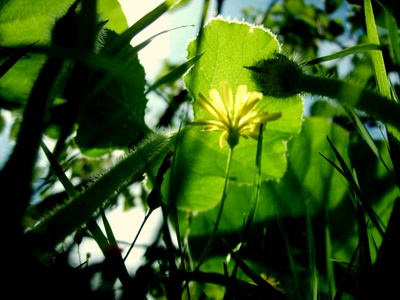 Résultat de recherche: soleil végétal