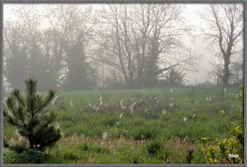 Brume matinale