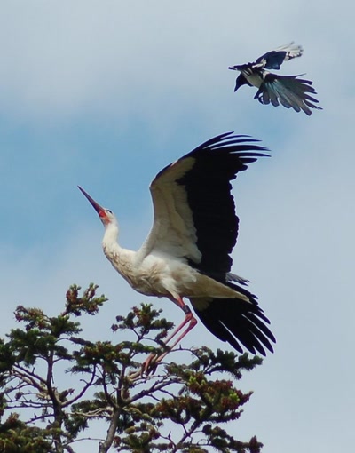 Œuvre de insousiant: cigogne