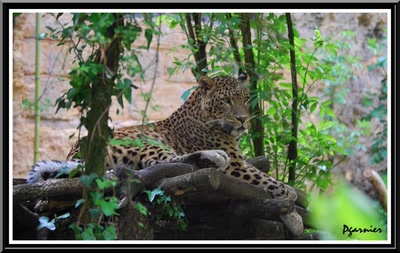 Œuvre de Pgarnier: Le zoo et ses habitants.