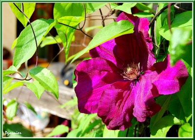Œuvre de Pgarnier: Fleurs de printemps.