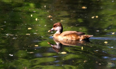 Canard (?) du zoo (3)