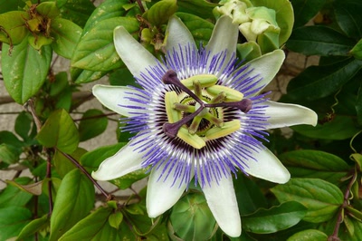 Résultat de recherche: Fleur de la passion