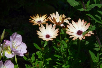 Œuvre de Ondine: Cohabitation