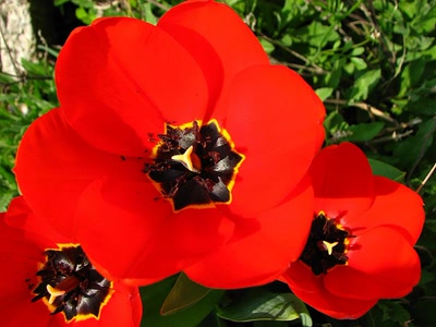 Œuvre de louloup: Un peu plus rouge ? ..;Vous n'avez pas ?