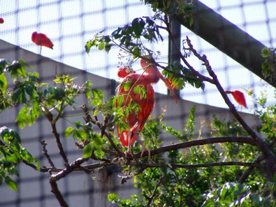 Résultat de recherche: zoo