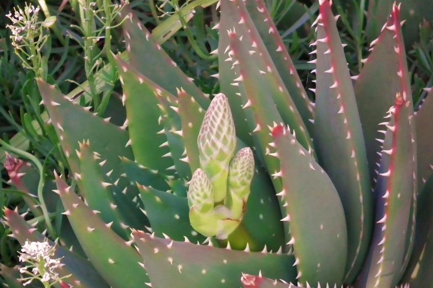 Future naissance de triplés