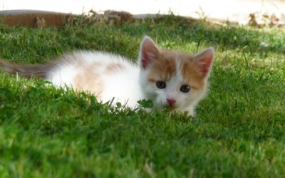 Œuvre de angel18_92: Chaton